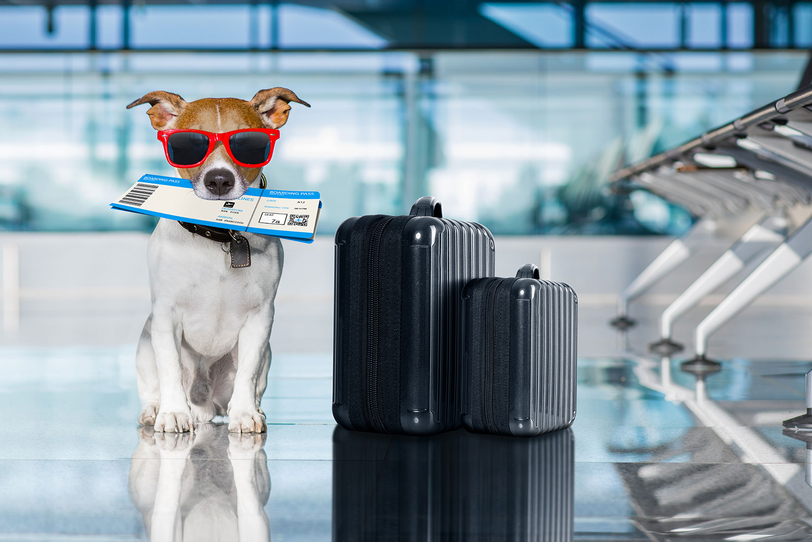 10 Tips for Traveling With Your Pet and More! - Ellie's Pet Barn - Where  the Healthy Pets Go!