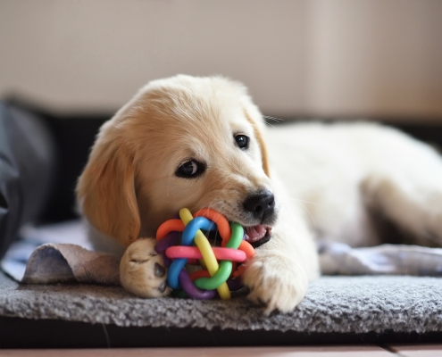 Golden Retriever puppy chewing on a colorful dog toy
