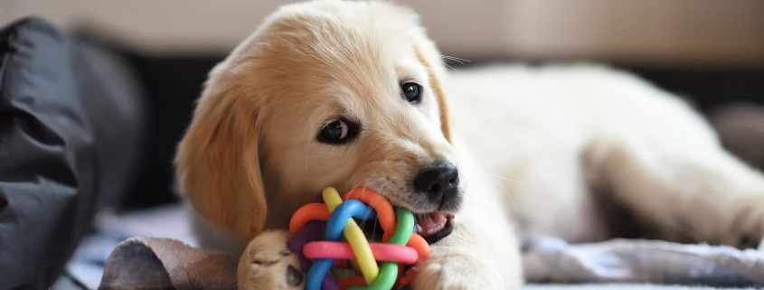 Golden Retriever puppy chewing on a colorful dog toy