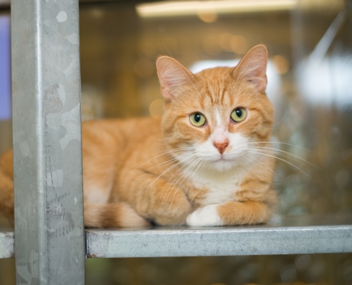 Orange furred cat in rescue shelter