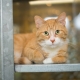 Orange furred cat in rescue shelter