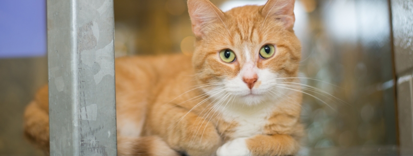 Orange furred cat in rescue shelter