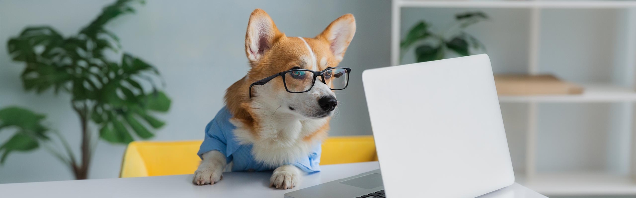 Ellie's Pet Barn Pet Supplies & Grooming Holden, MA