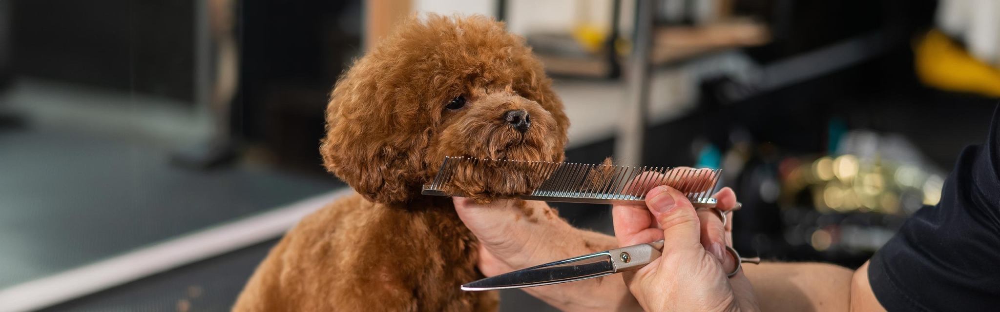 Ellie's Pet Barn Pet Supplies & Grooming Holden, MA